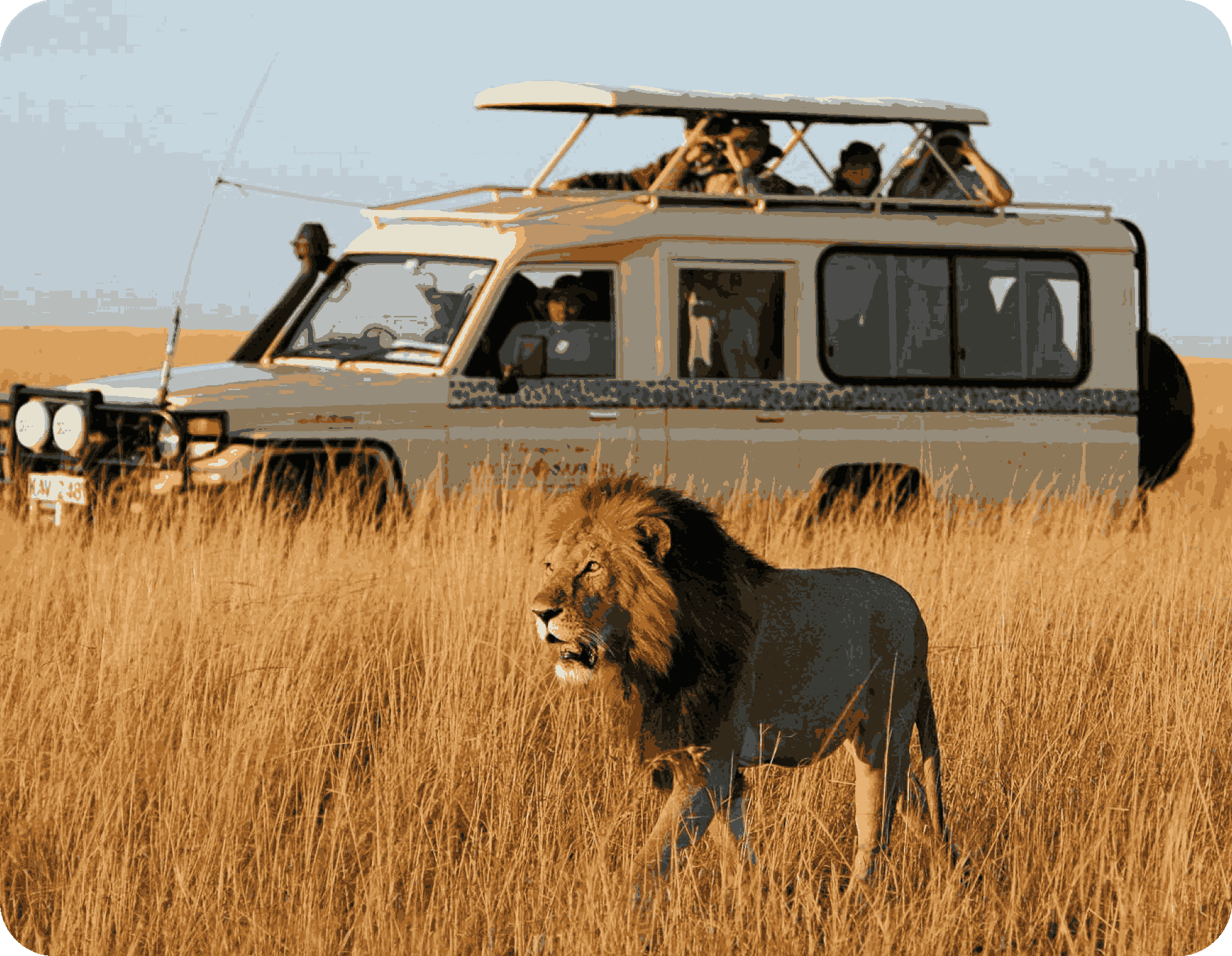 lion_safari-travel-agency