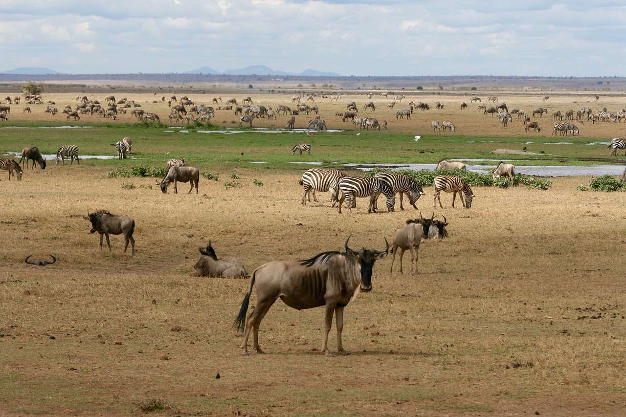 kenya, safari, wild animals-2055266.jpg