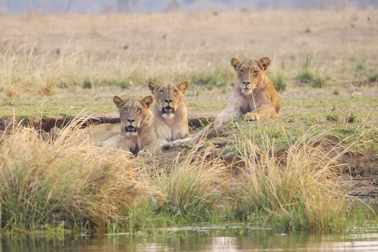 lion, water, africa-vacation spot.jpg