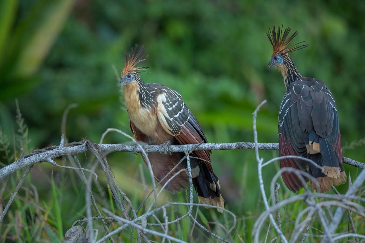 Africal-bird-vacation-destination.jpg