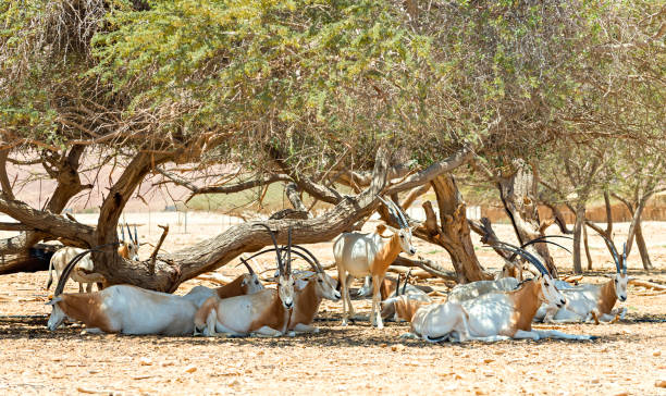 safari park dubai