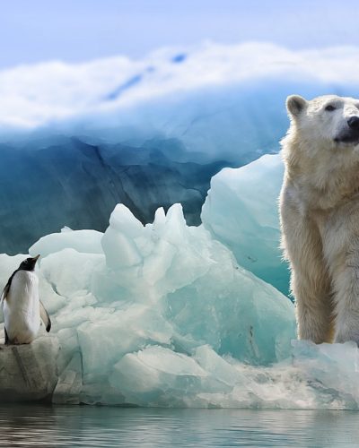 icebear, penguin, arctic-3277930.jpg